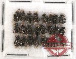 Scientific lot no. 339 Hymenoptera (24 pcs)