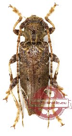 Cerambycidae sp. 40