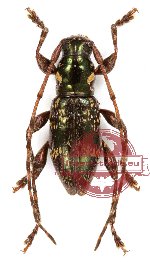 Cerambycidae sp. 36 (A-)
