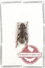 Cerambycidae sp. 95 (A-)