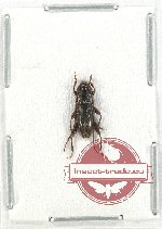 Cerambycidae sp. 94 (A-)
