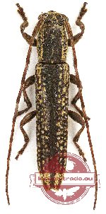 Cerambycidae sp. 87