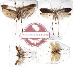 Scientific lot no. 5 Orthoptera (2 pcs A-) (4 pcs)