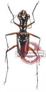 Therates spinipennis ssp. xanthophobus (A2)