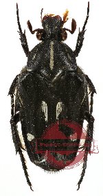 Ixorida (Mecinonota) luctuosa