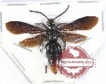 Scoliidae sp. 46