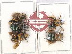 Scientific lot no. 380 Hymenoptera (5 pcs A2)