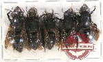 Scientific lot no. 376 Hymenoptera (5 pcs A2)