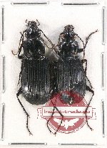 Carabidae sp. 1A (2 pcs A2)