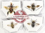 Scientific lot no. 365 Hymenoptera (4 pcs)
