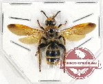 Scoliidae sp. 45 (A-)