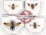 Scientific lot no. 363 Hymenoptera (4 pcs)