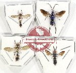 Scientific lot no. 361 Hymenoptera (4 pcs)