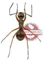 Polyrhachis andromache