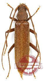 Cerambycidae sp. 3AB