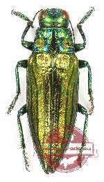 Chrysodema (s.str.) smaragdula (10 pcs)