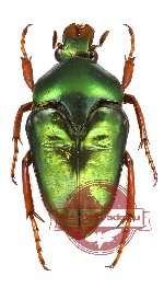 Lomaptera humeralis moluccana (PARATYPE)