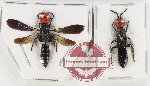 Scientific lot no. 387 Hymenoptera (2 pcs - 1 pc A-)