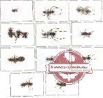 Scientific lot no. 1 Formicidae (14 pcs)