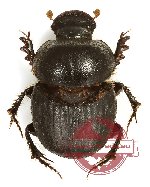 Onthophagus sp. 1ZA