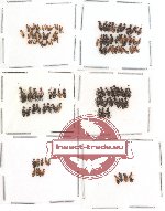 Anthicidae Scientific lot no. 4 (116 pcs)