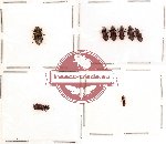 Bothrideridae Scientific lot no. 1 (8 pcs)