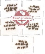 Bruchidae Scientific lot no. 1 (100 pcs)