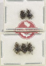 Scientific lot no. 728 Curculionidae (5 pcs)