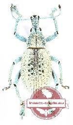 Curculionidae sp. 84