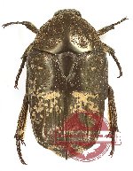 Protaetia (Miksicus) austrosundana