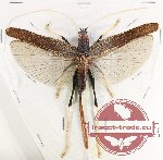 Tettigoniidae sp. 21 (A-)