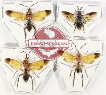 Scientific lot no. 397 Hymenoptera (Symphyta spp.) (4 pcs)