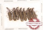 Prionoceridae Scientific lot no. 1 (8 pcs)