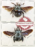 Scientific lot no. 120A Hymenoptera (Xylocopa sp.) (2 pcs)