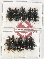 Scientific lot no. 674 Carabidae (10 pcsú