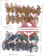 Prionoceridae Scientific lot no. 3 (30 pcs)