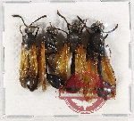 Scientific lot no. 409 Hymenoptera (4 pcs A-, A2)