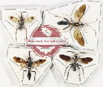 Scientific lot no. 398 Hymenoptera (Symphyta spp.) (4 pcs)