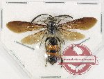Scoliidae sp. 61 (A2)