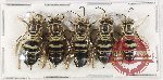 Scientific lot no. 408 Hymenoptera (5 pcs)