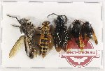Scientific lot no. 403 Hymenoptera (4 pcs A-, A2)