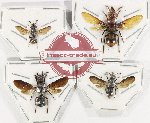 Scientific lot no. 399 Hymenoptera (4 pcs)