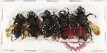 Scientific lot no. 407 Hymenoptera (5 pcs A-, A2)