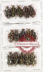 Scientific lot no. 45 Cetoniidae (15 pcs)