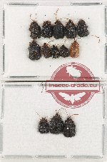 Scientific lot no. 479 Chrysomelidae (Hispinae) (13 pcs)