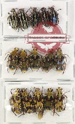 Scientific lot no. 48 Cetoniidae (15 pcs A-, A2)