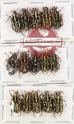 Scientific lot no. 46 Cetoniidae (15 pcs)
