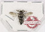 Hymenoptera sp. 129