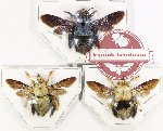Scientific lot no. 423 Hymenoptera (3 pcs)