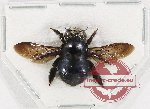 Xylocopa sp. 24 (A-)